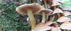 Hypholoma fasciculare