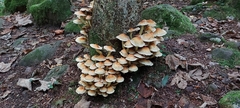 Hypholoma fasciculare