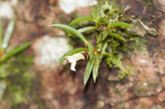 Maxillaria uncata