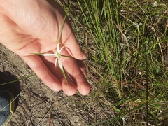 Rhynchospora floridensis