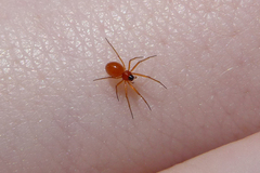 Ceratinopsidis formosa