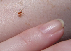 Ceratinopsidis formosa