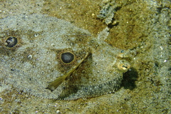 Xystreurys liolepis
