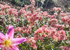 Viviania marifolia