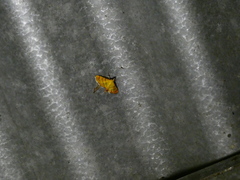 Orphanostigma haemorrhoidalis