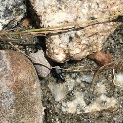 Actenonyx bembidioides