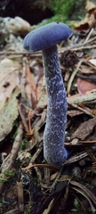 Laccaria amethystina