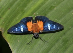 Yanguna cosyra