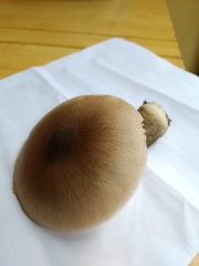 Volvariella volvacea