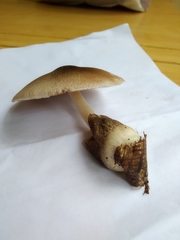 Volvariella volvacea