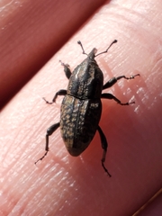 Sphenophorus cariosus