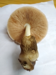 Volvariella volvacea