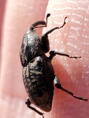 Sphenophorus cariosus