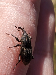 Sphenophorus cariosus