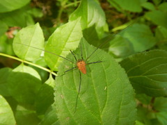 Leiobunum calcar