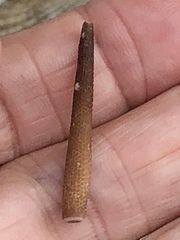 Eucidaris tribuloides