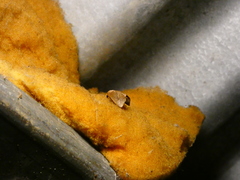 Euprosterna elaea