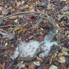 Ibervillea hypoleuca