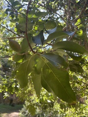 Sapindus oahuensis