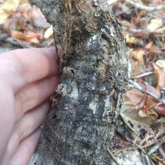 Ibervillea hypoleuca