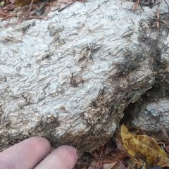 Ibervillea hypoleuca