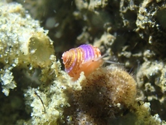 Calliostoma supragranosum
