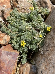 Draba lemmonii