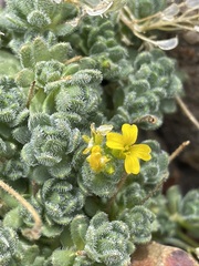 Draba lemmonii