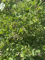 Chenopodium oahuense