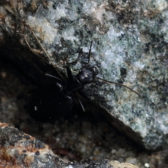 Actenonyx bembidioides