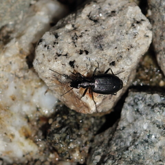 Actenonyx bembidioides