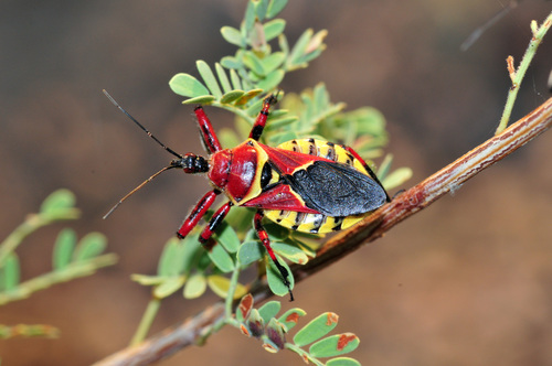 Yellow-bellied Bee Assassin photo 4