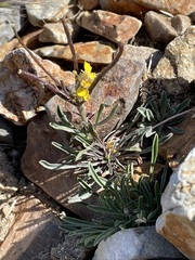 Erysimum perenne