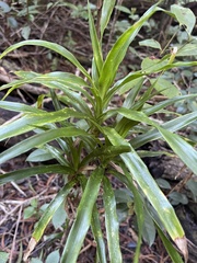 Pleomele aurea