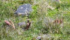 Phlegmariurus crassus