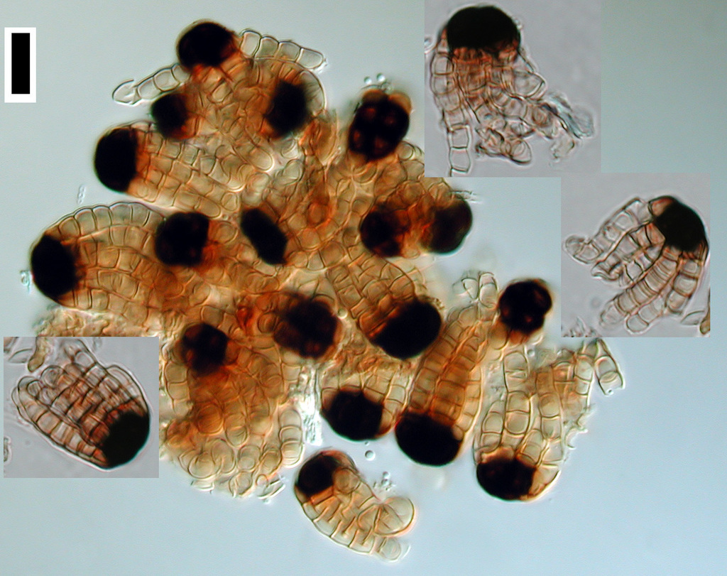 Cryptocoryneum
