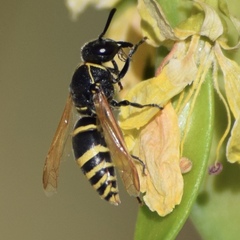 Pachodynerus guadulpensis