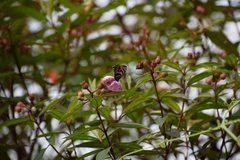 Flos fulgida singhapura