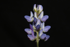 Lupinus lepidus lobbii