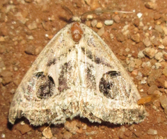 Cometaster pyrula
