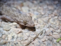 Hemidactylus parvimaculatus