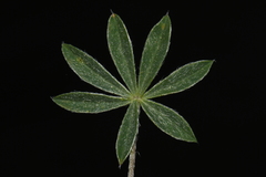 Lupinus lepidus lobbii