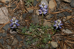 Lupinus lepidus lobbii