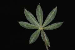 Lupinus lepidus lobbii