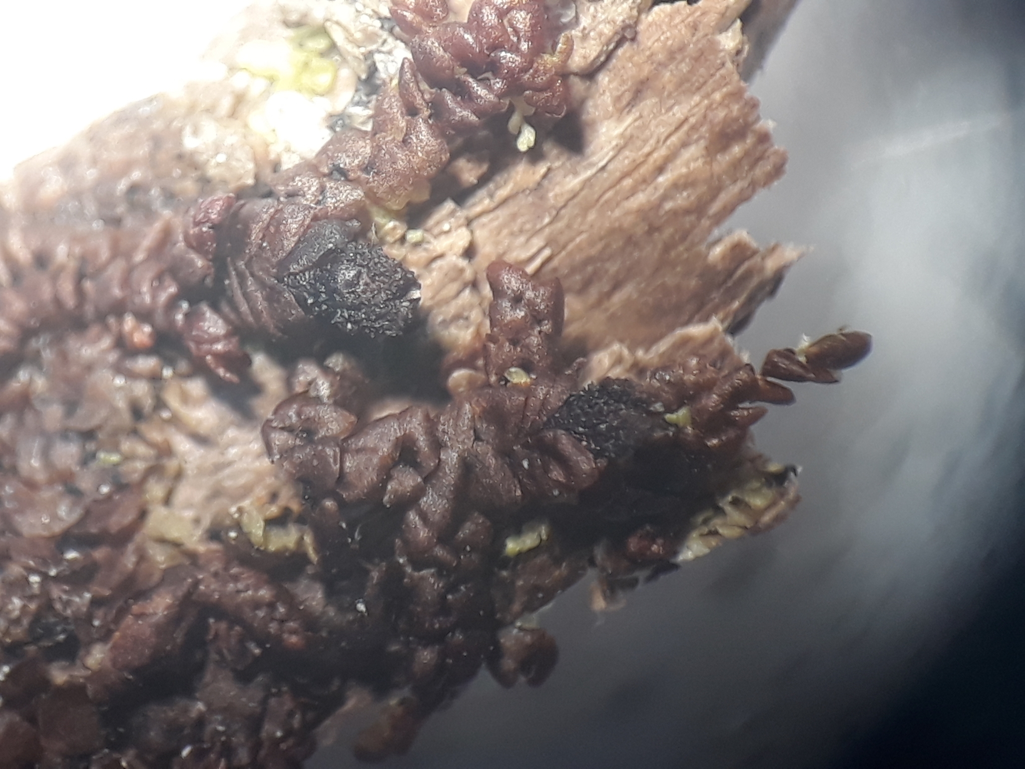 Frullania anomala