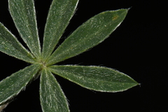 Lupinus lepidus lobbii