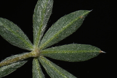 Lupinus lepidus lobbii