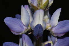 Lupinus lepidus lobbii