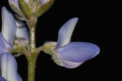 Lupinus lepidus lobbii