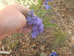 Penstemon glaber alpinus
